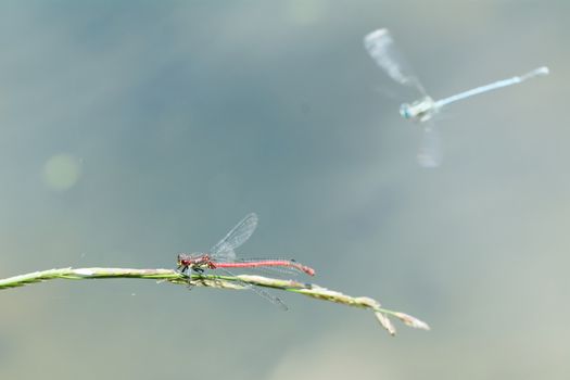 Red dragonfly sitting on a green blade of grass