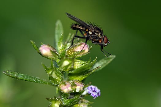 Nice black fly sitting on a flower plant with blurred green background.