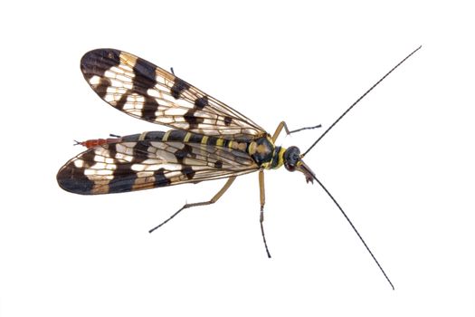 Scorpion fly from family Panorpidae on  white background