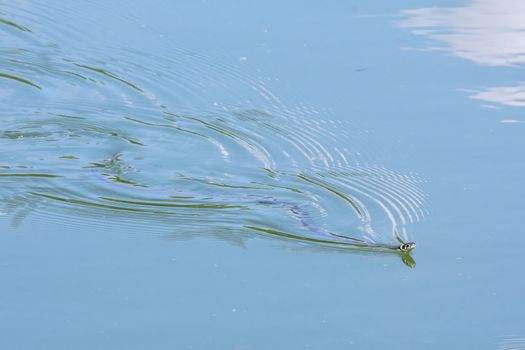 Small Grass Snake floating on a pond
