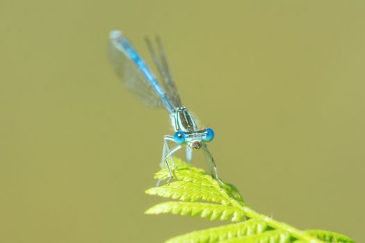 Blue dragonfly sitting on a leaf ferns with background blur