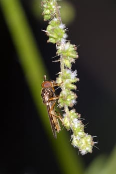 Nice brown fly sitting on a flower plant.