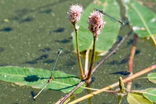 Blue dragonfly sitting on the aquatic plant