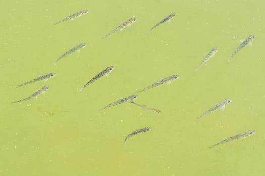 Young fishes floating in the green water of the pond
