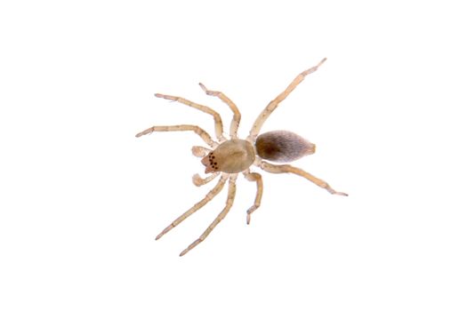 Grey brown spider isolated on a white background