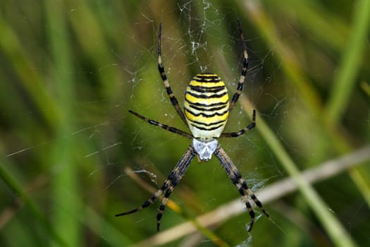 Beautiful yellow black striped spider in the network.