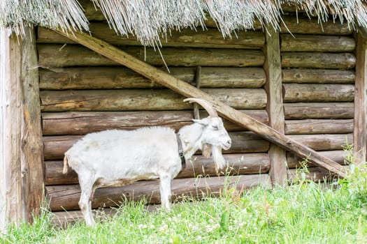 White goat standing at a wooden sty