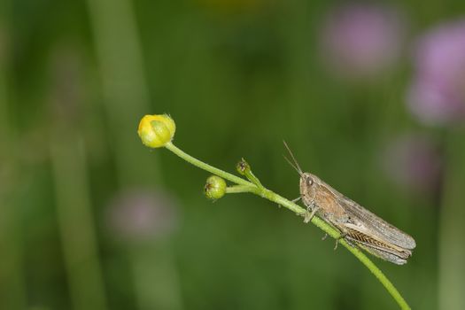 Nice brown grasshopper on a plant stem.