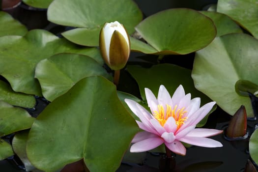 Aquatic lily flower on the surface of the leaves.