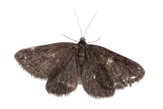 Black butterfly isolated on a white background