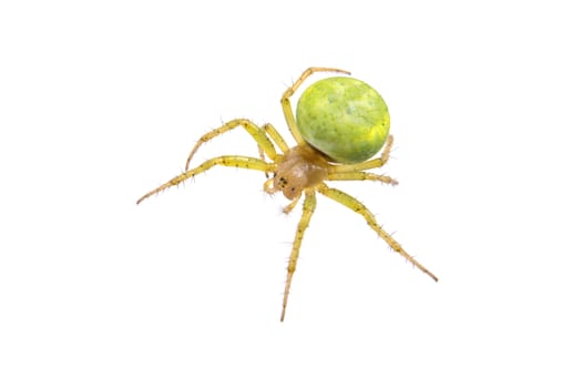 Green spider isolated on a white background