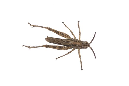 Nice brown grasshopper on a white background