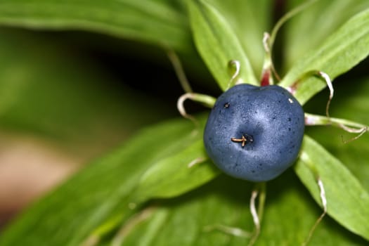 Blue berry of herb Paris in the nature.