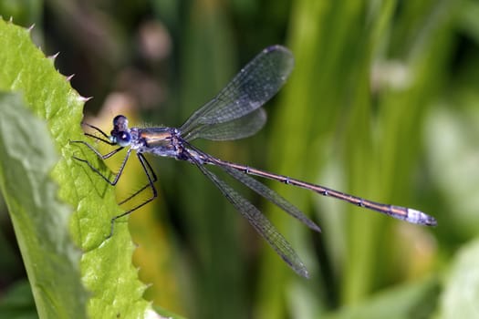 Pretty blue dragonfly sitting on a leaf of grass.