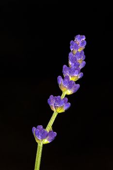 Nice violet levander blossom on the dark background.