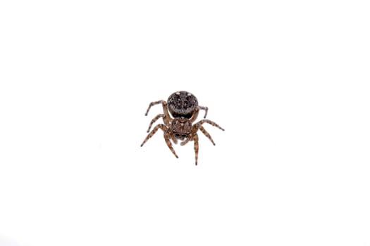 Brown spider isolated on a white background