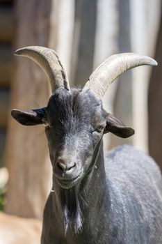 The head of a black goat with background blur