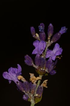 Nice violet levander blossom on the dark background.