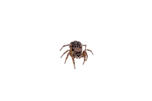 Brown spider isolated on a white background