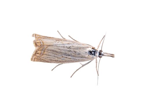 Gray moth isolated on a white background