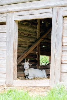 White goat lying in a wooden sty