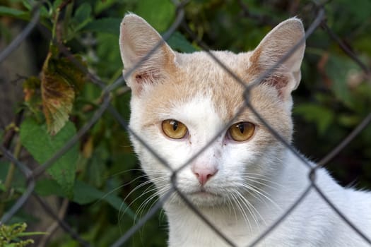 Brown white cat look behind the fence.