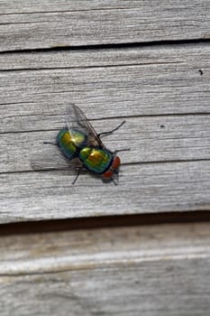 Green fly with brown eyes sitting on the grey wood.