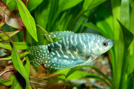 Aquarium fish from genus Trichopodus.