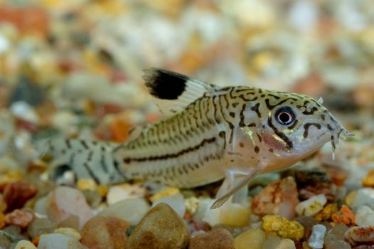 Corydoras fish on the bottom and in the aquarium.