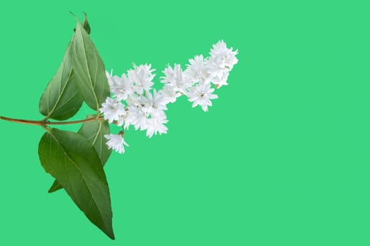 White flower isolated on a green background