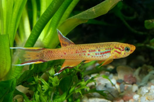 Aquarium fish from genus Aphyosemion.