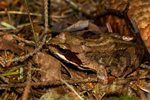 Small brown frog from genus Rana in the wood.
