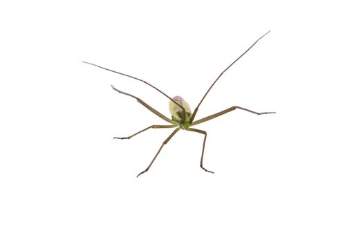Insect with long antennae isolated on a white background
