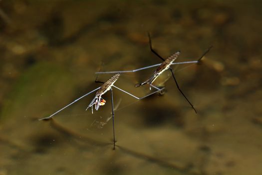 Two water flea on the surface with blurred background.