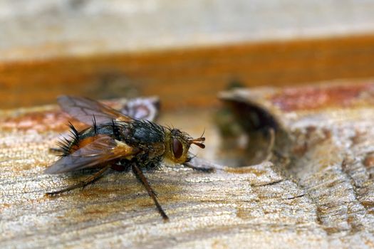 Pretty hairy flies sitting on wood.