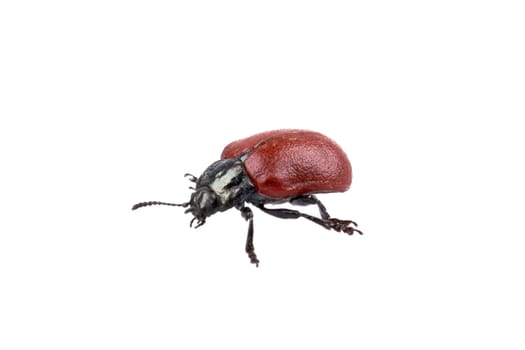 Red black bug isolated on a white background