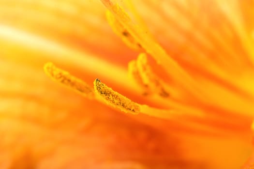 Orange lilly colorful abstract background with detailed pistils