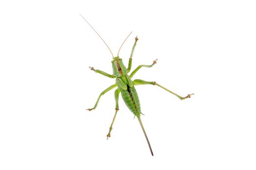 Green grasshopper isolated on a white background