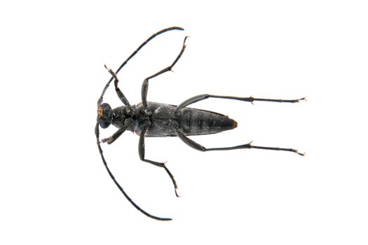 Black beetle from family Cerambycidae isolated on white background