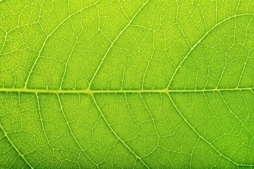 Detailed view of green leaves background