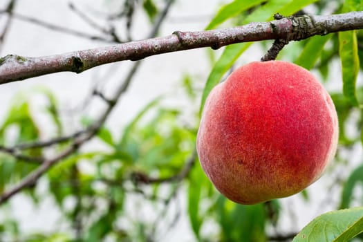 Peach on the tree with light background.