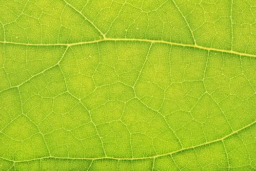 Detailed view of green leaves background