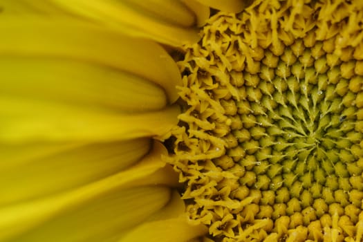 Detailed view of the blossom the sunflower.