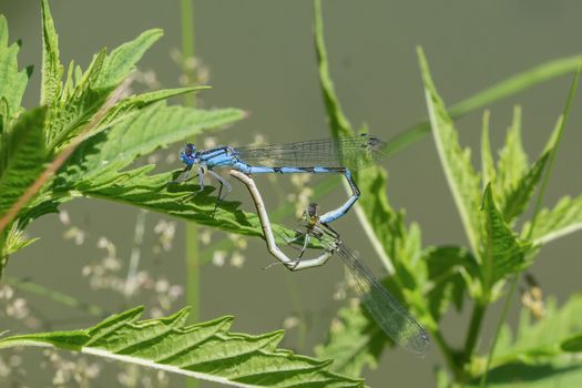 Blue mating dragonflies sitting in the grass near a pond