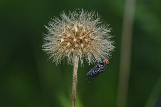 Pretty hairy flies sitting on the dandelion flower.