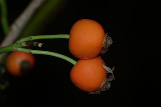 Two red hips on the dark blurred background.