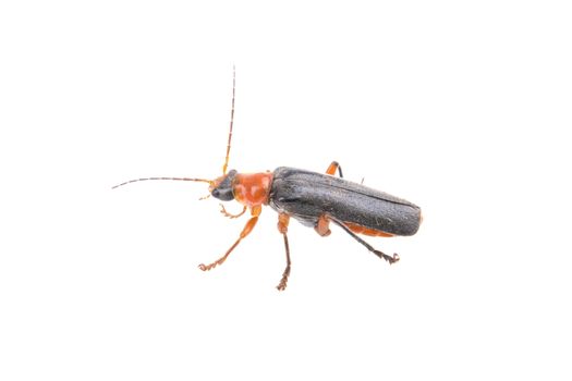 Soldier beetle isolated on a white background