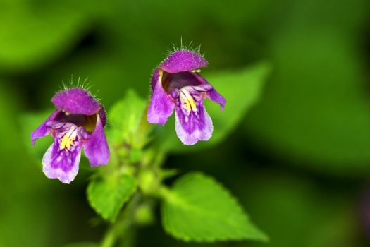 Nice violet flower on the green blurred background.