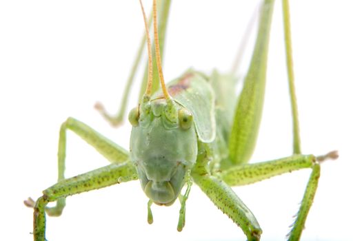 Close-coming green grasshopper isolated on a white background