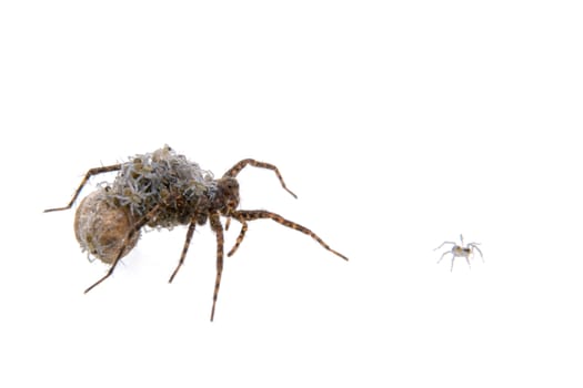 Spider with young isolated on a white background